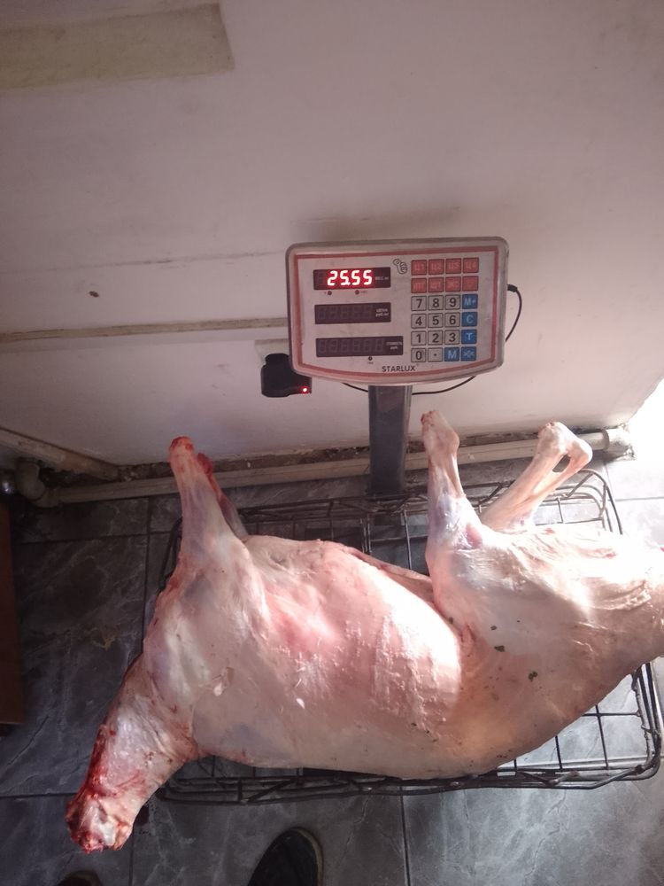 Продам баранов, живём и через веса!