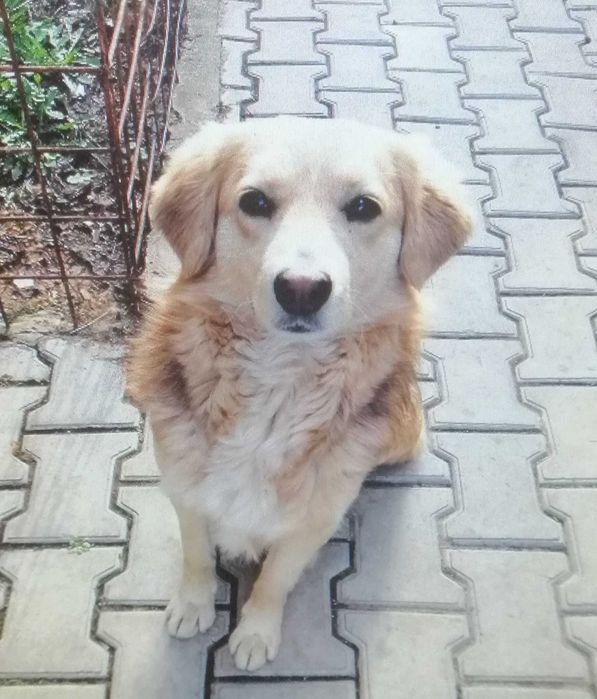 Ofer caine spre adoptie