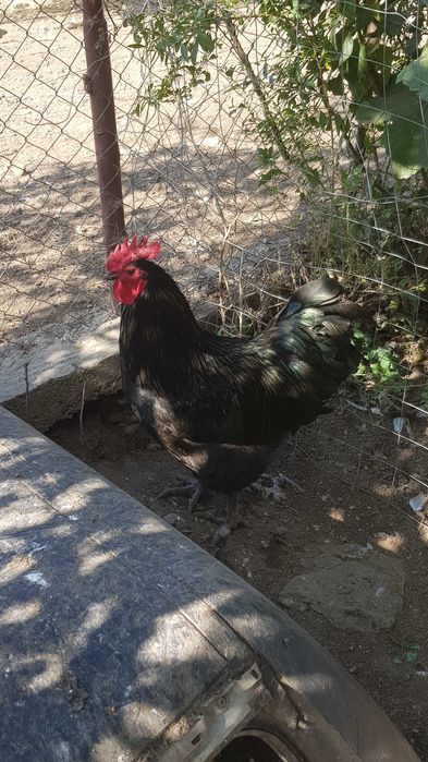Cocoși australorp