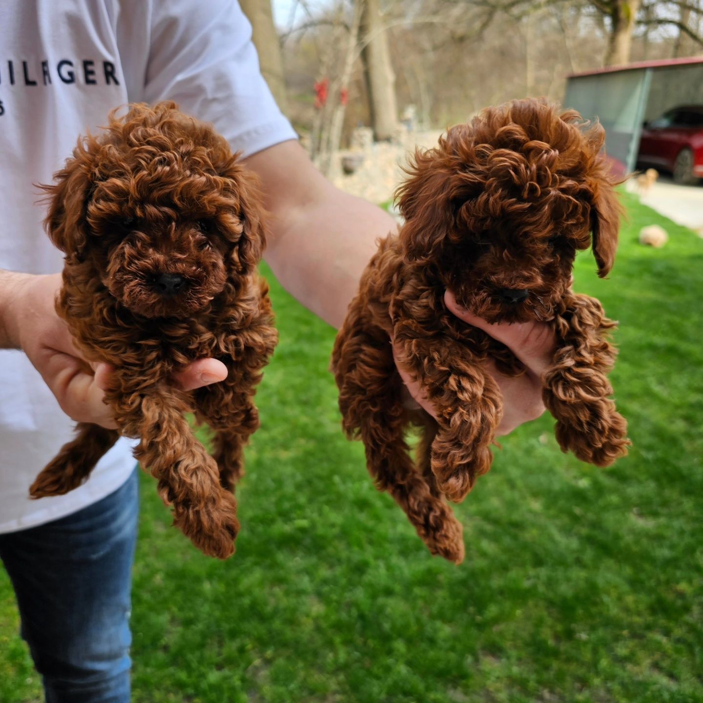 Той Пудел [toy poodle] БАБХ лицензиран развъдник