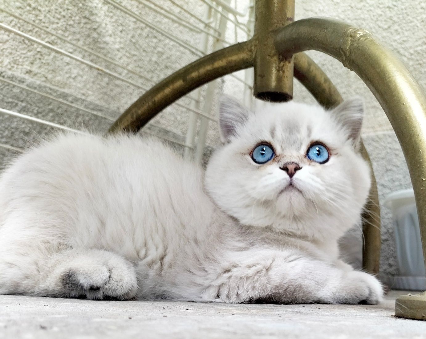 Британский Коби шиншилла.