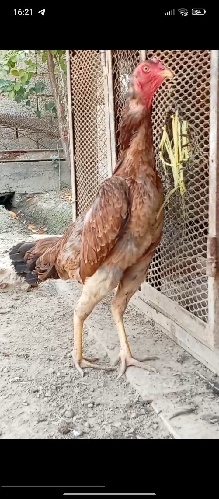 Zotga Tovuq sotiladi