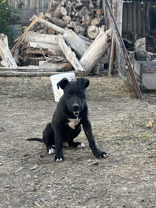 apbt питбуль рр собака