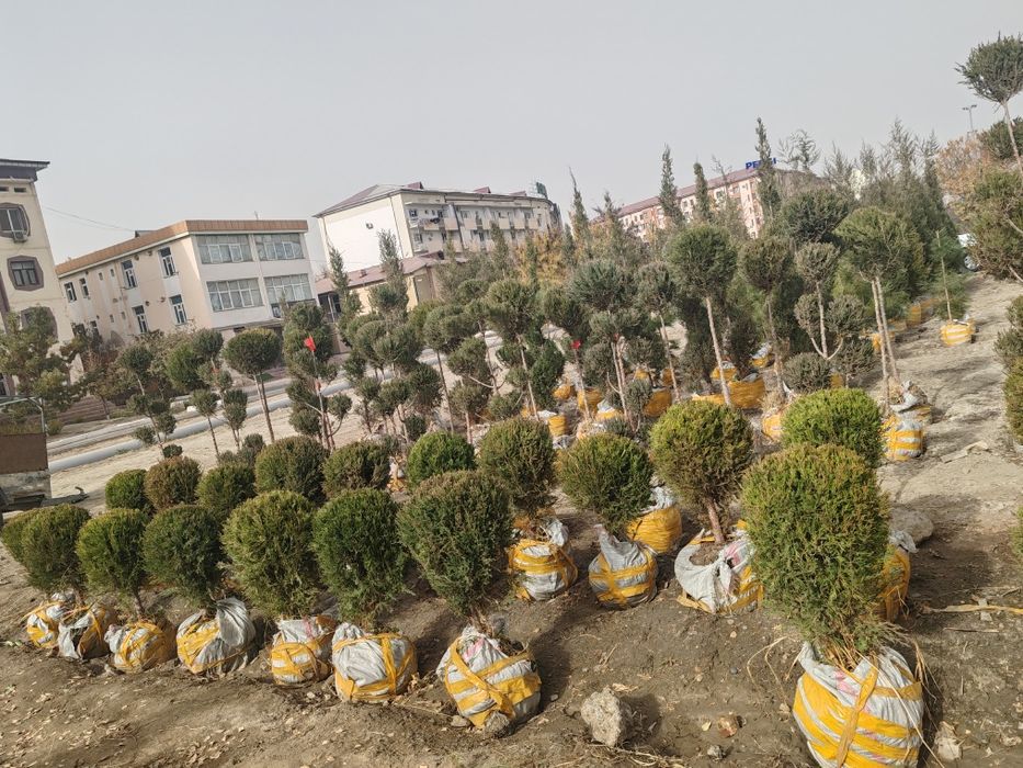 Манзарали дарахтлар, сасна, маживелник, гуллар сотувда.