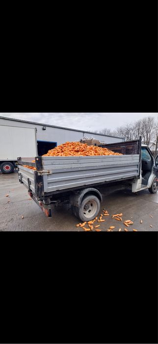 Morcovi si sfecla de vanzare