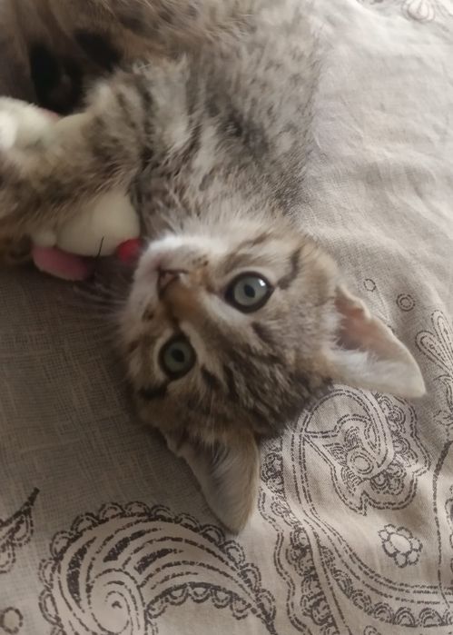 Отдам котенка в добрые руки мальчик