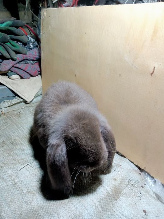 Продаются крольчата