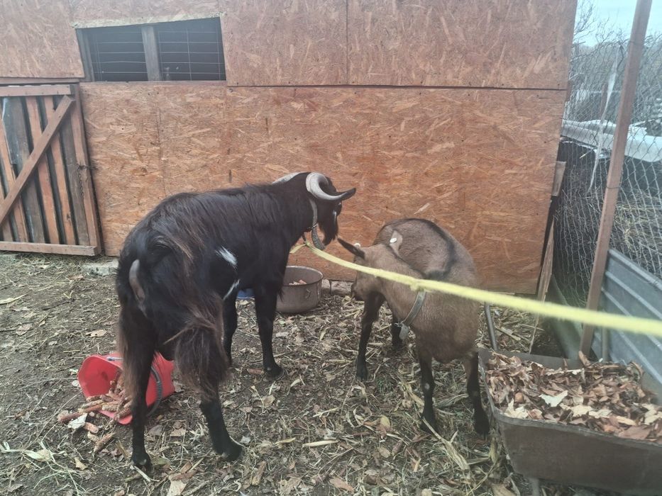 Vind ȚAP Rasă Alpin Francez