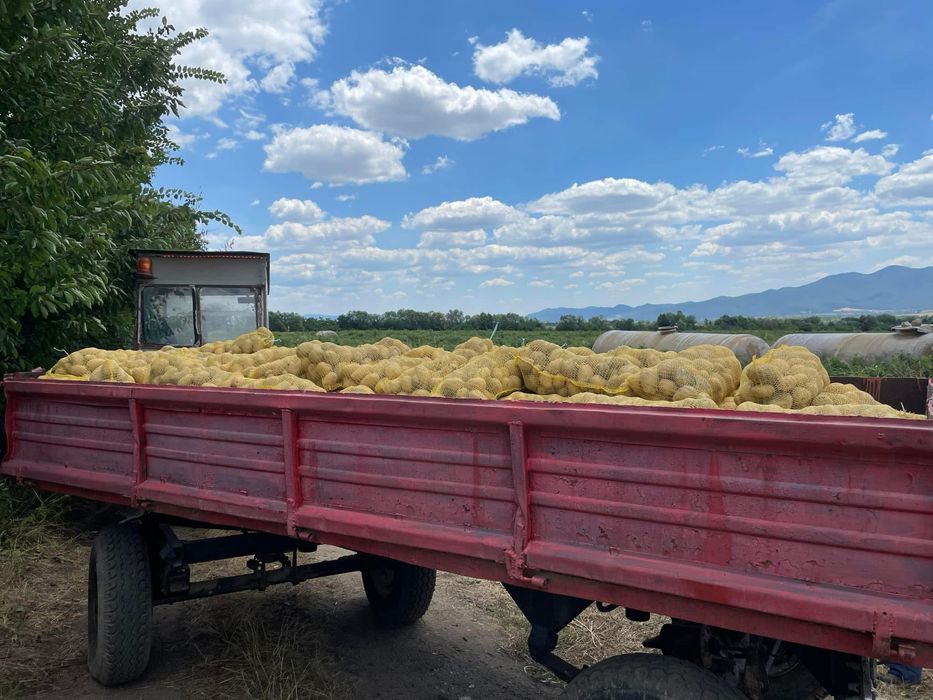 Картоф за консумация