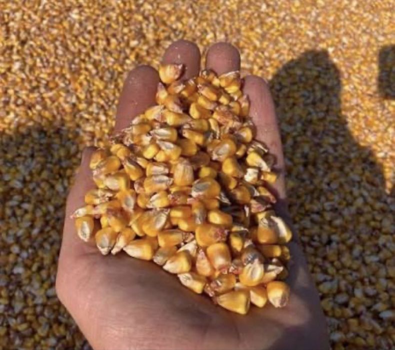 Porumb recolta 2025 ambalat