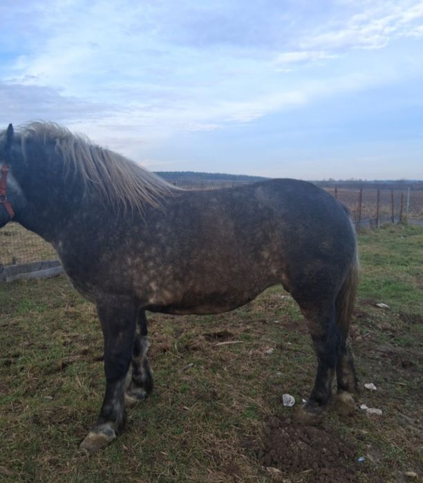 Vând Mânză de 2 Ani