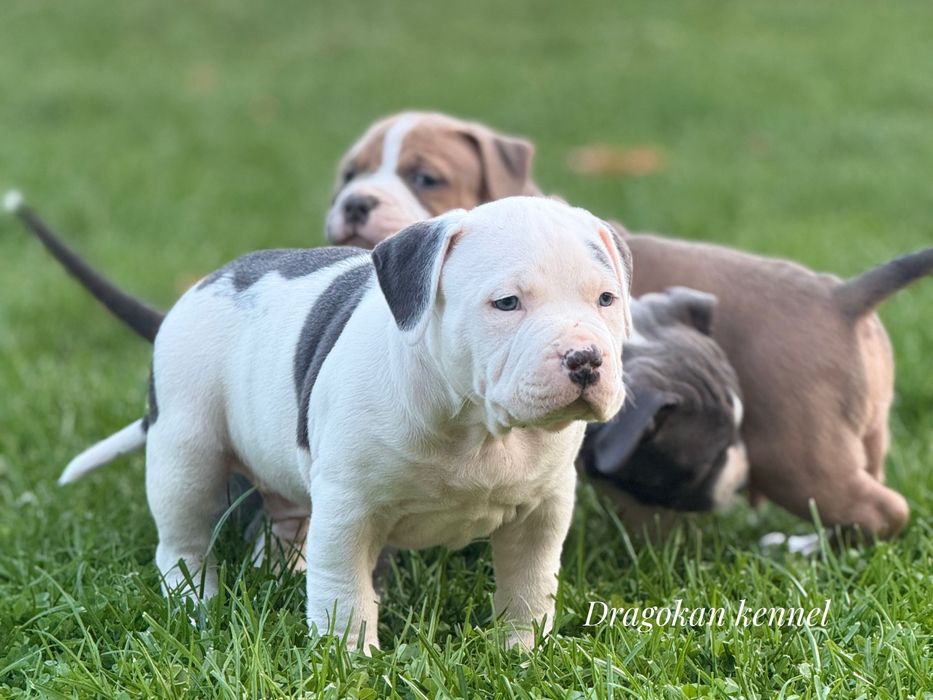 Amstaff rasă pură cu pedigree