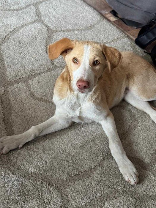 Щенок, метис лабрадора