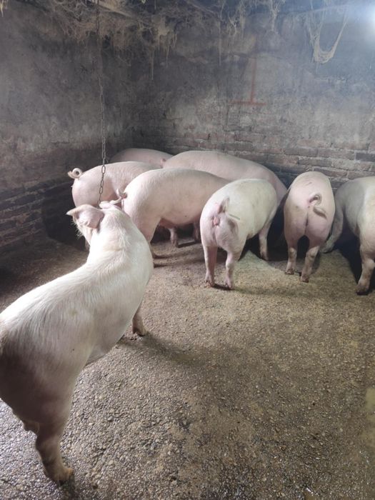 Продавам угоени прасета