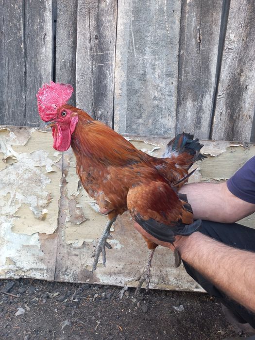 Продам молодого петуха