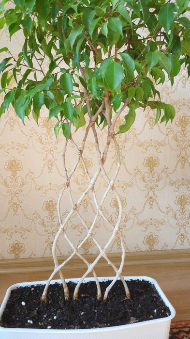 Комнатные растения