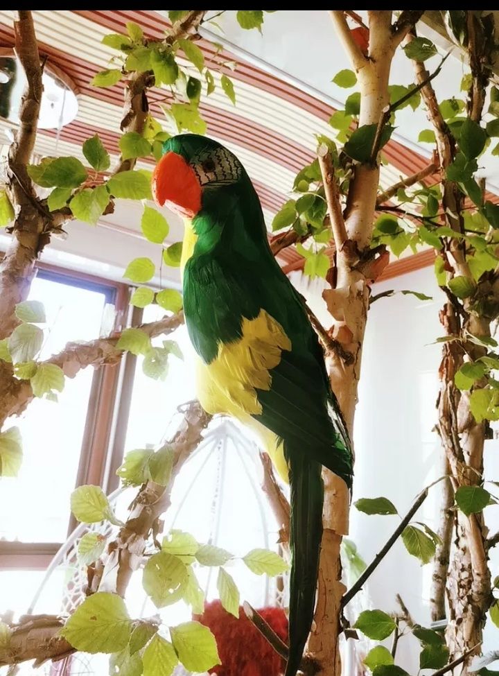 Продам искусственных попугаев какаду