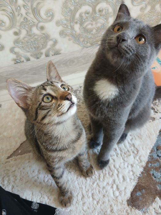 Мысықтар таза уи