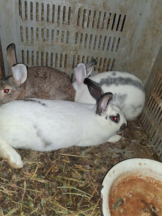 Зайци за разплод