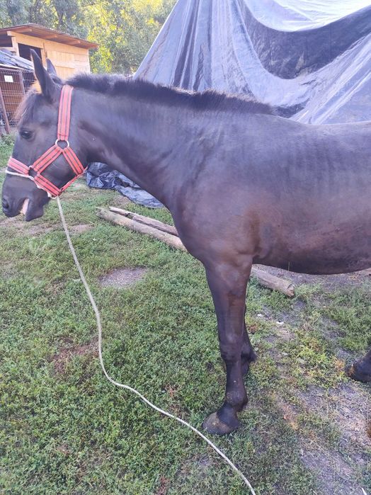 Armăsar de 1 an și două luni de vânzare