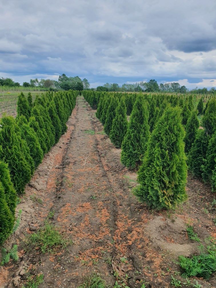 Plante ornamentale la prețuri de producător