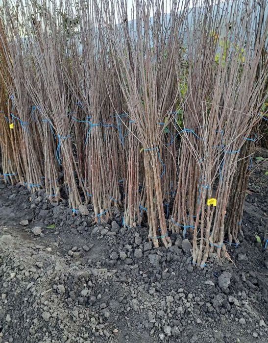 Pomi Altoiti certificati