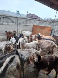 Vând capre metis anglonubiene selecție bune de lapte
