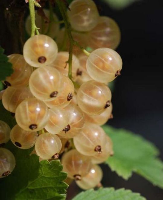 Arbuști fructiferi (Coacăz Alb )