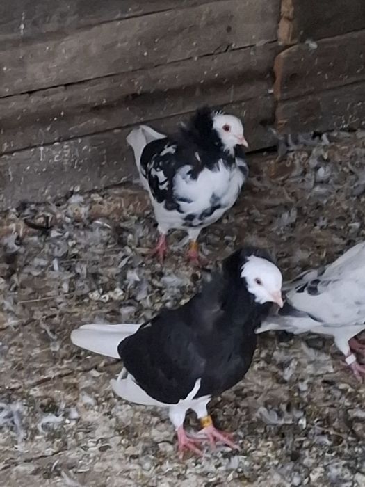 De vânzare o pereche de capucini