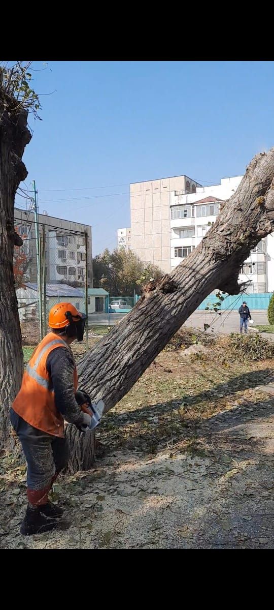 Спил деревьев Алматы и область