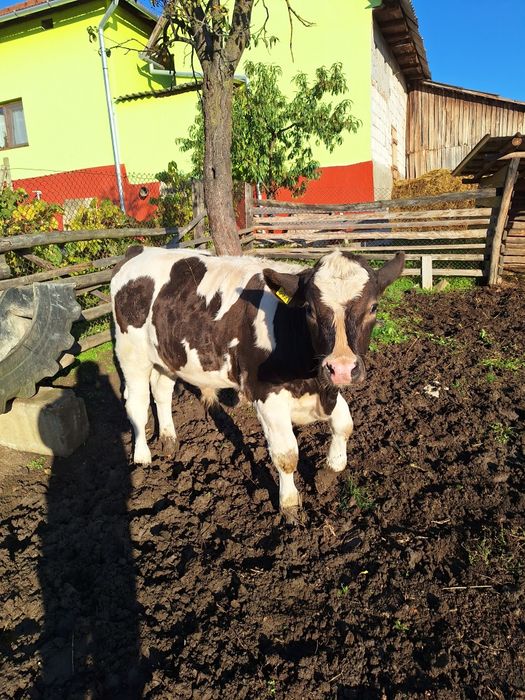 Vând tauri si juninci