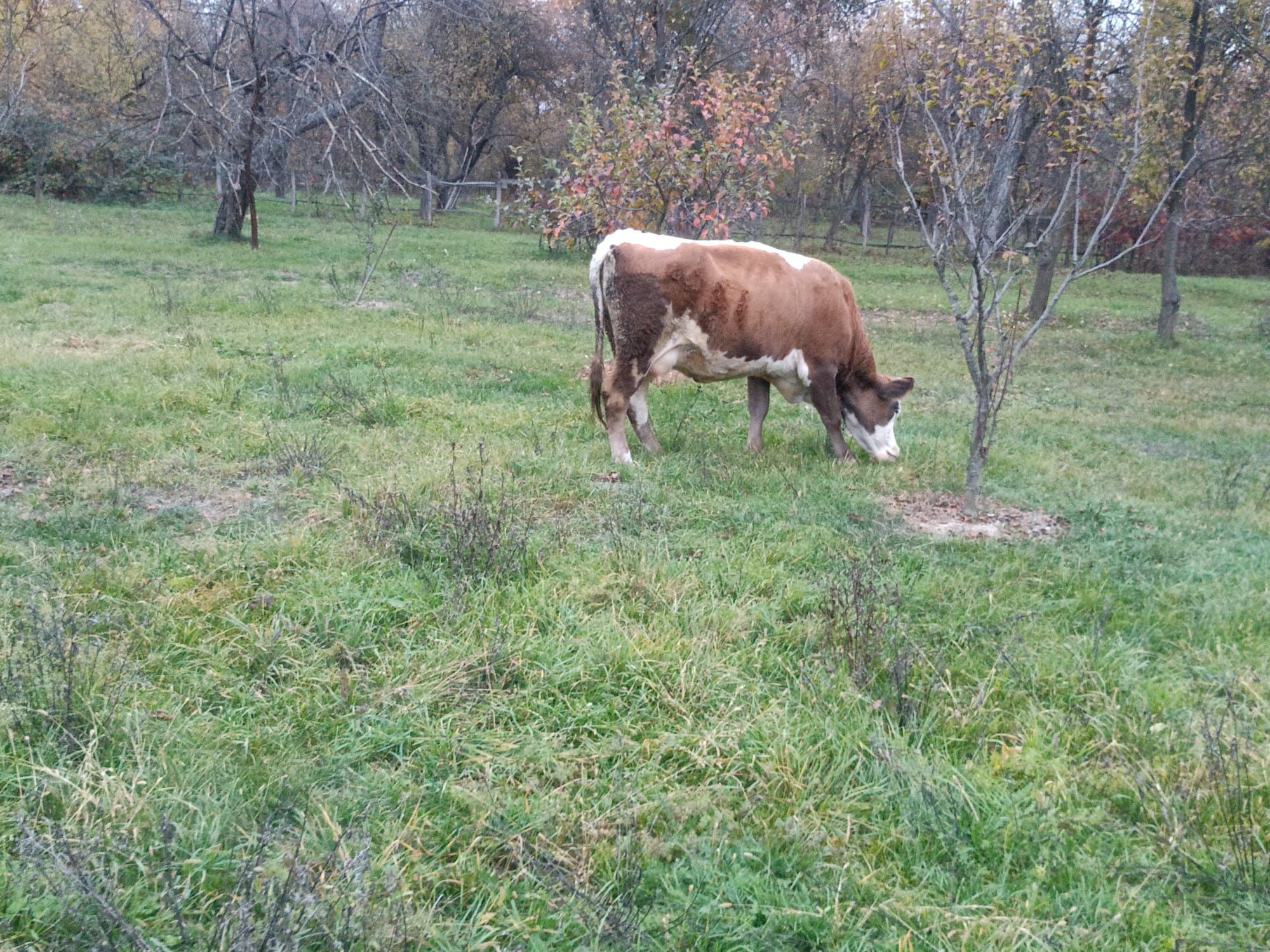 Vând două vaci bălțată româneasca
