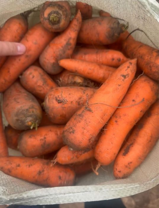 Продам морковь по низкой цене