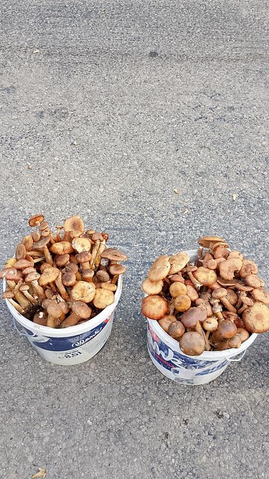 Ghebe de vânzare