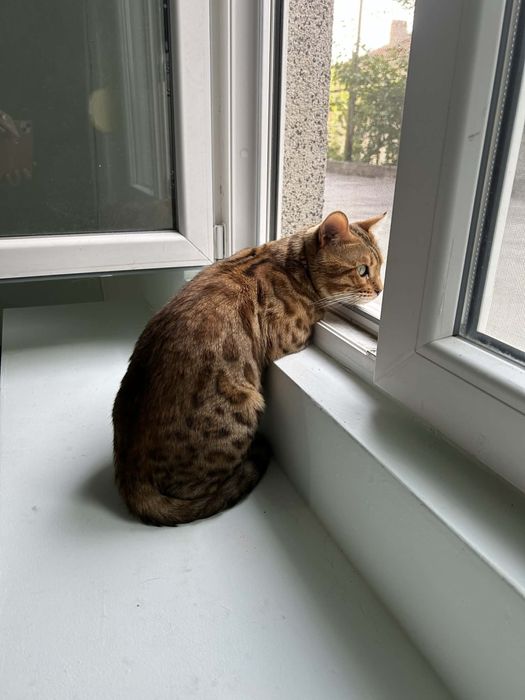 Бенгалска котка мъжка