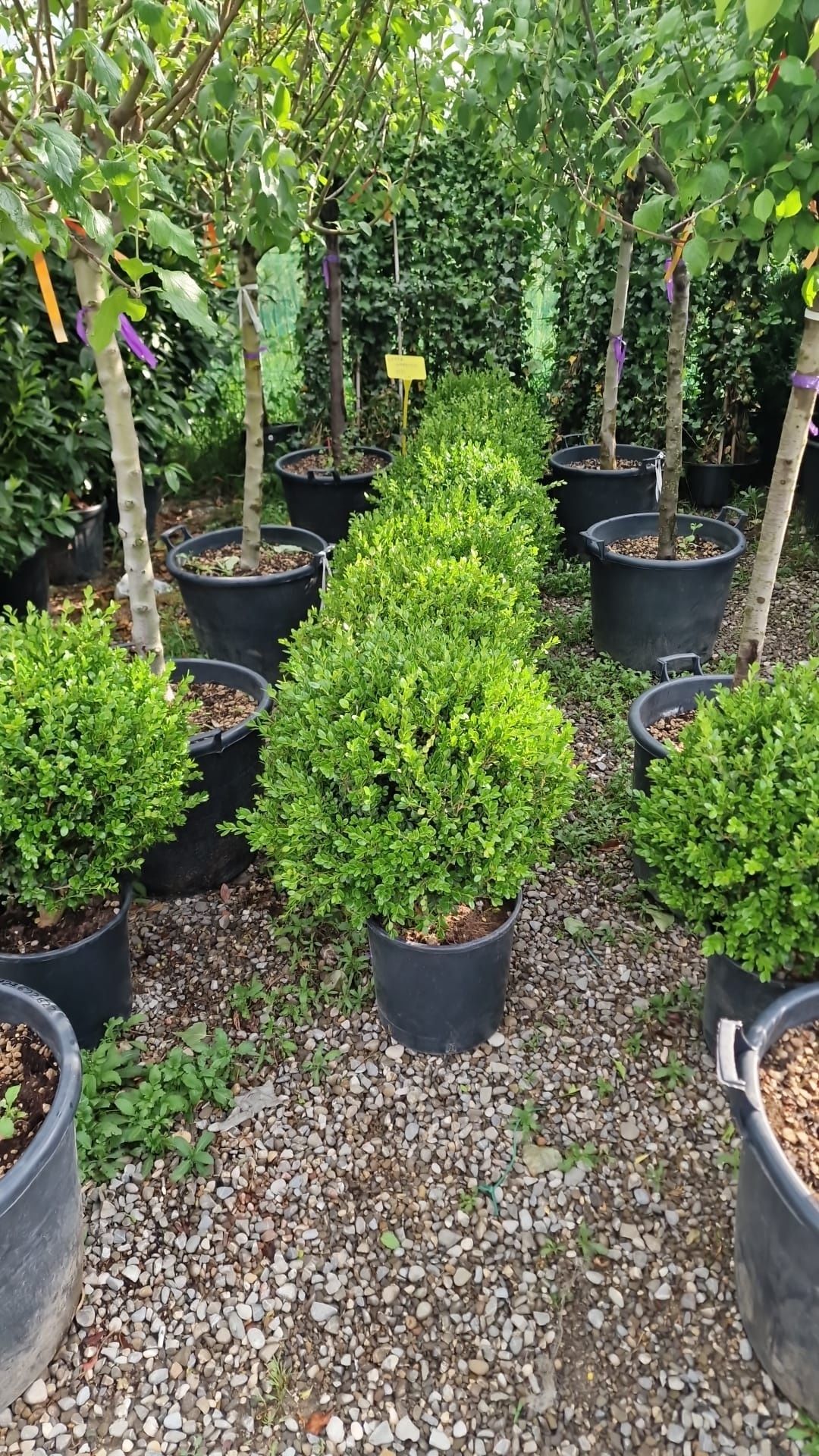 Buxus con și globular toate dimensiunile