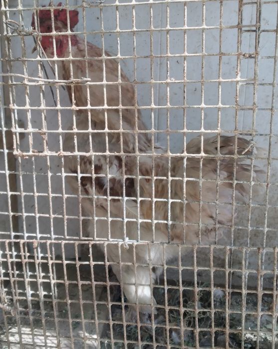 Srochna Damashni Xo'rozla sotiladi soni 2 ta donasi 170000 mindan