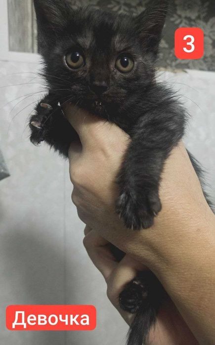 Продаются  4 котенка