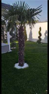 Plante ornamentale  amenajări  grădini palmier