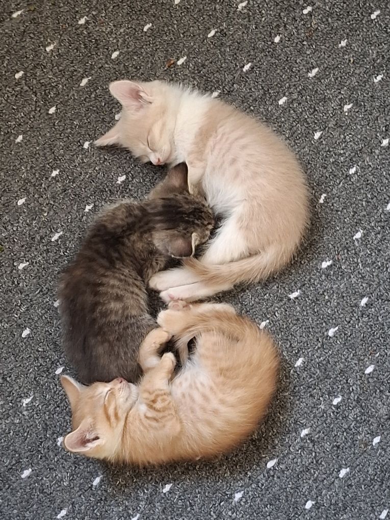 Отдам котят хорошие руки
