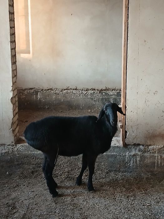 Qo'y Куй сотилади