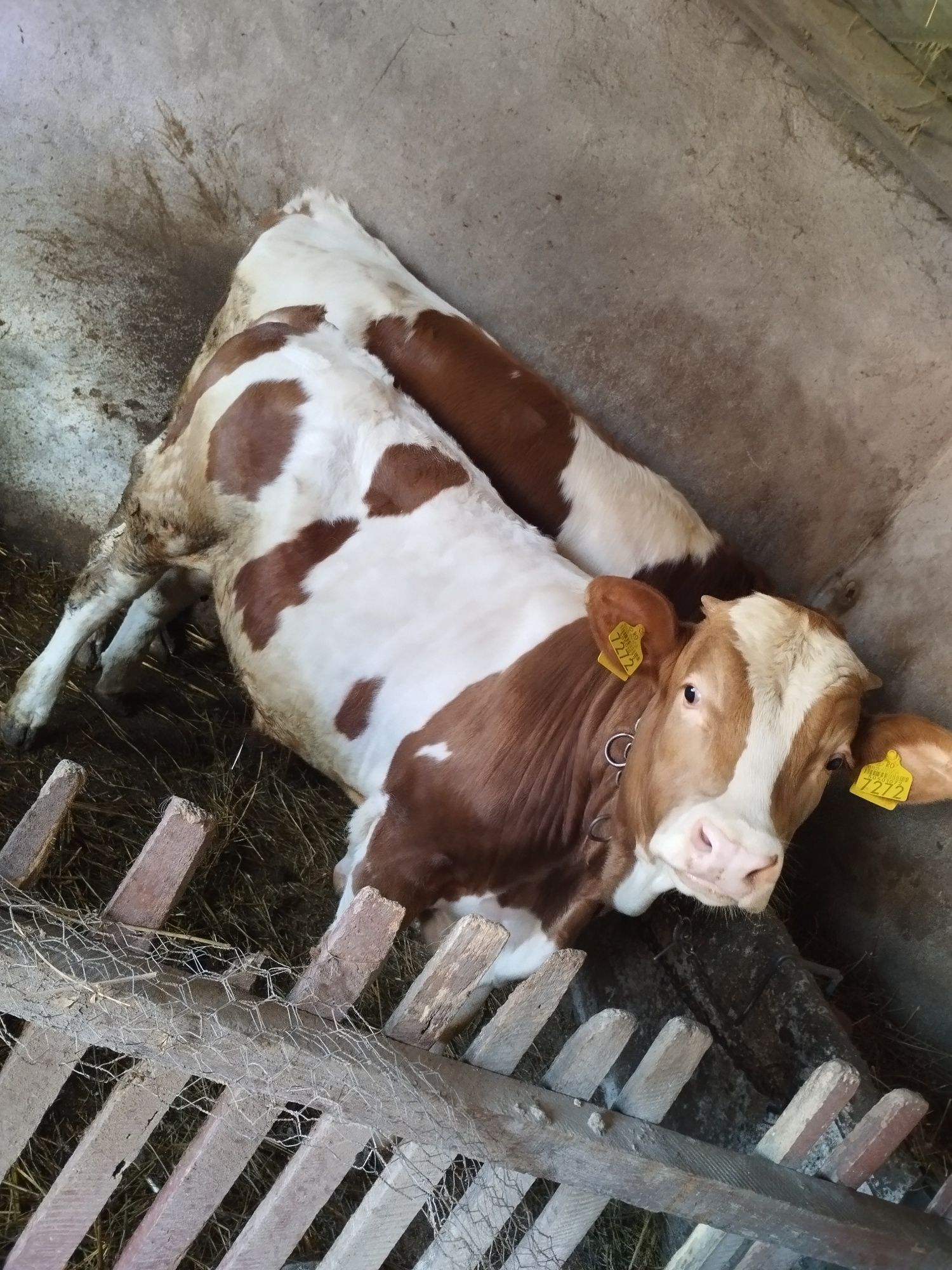Vând vițel aproximativ 350 kg