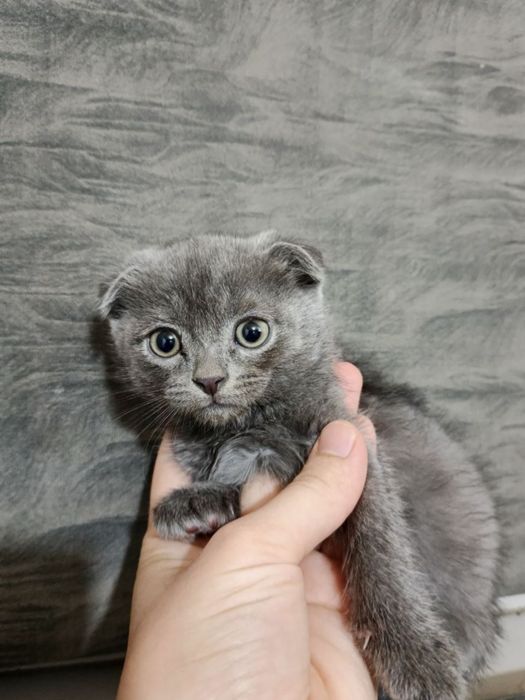 Scottish fold sotiladi