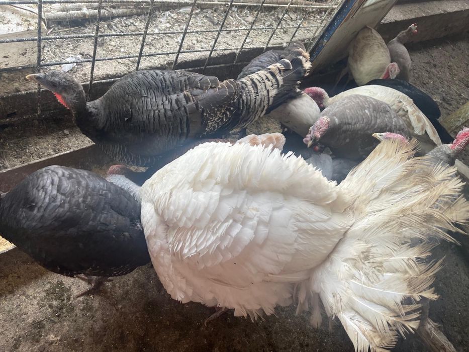 Curci crescute la curte