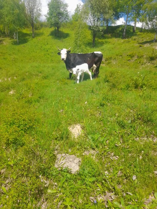 Vând vaca cu vitea