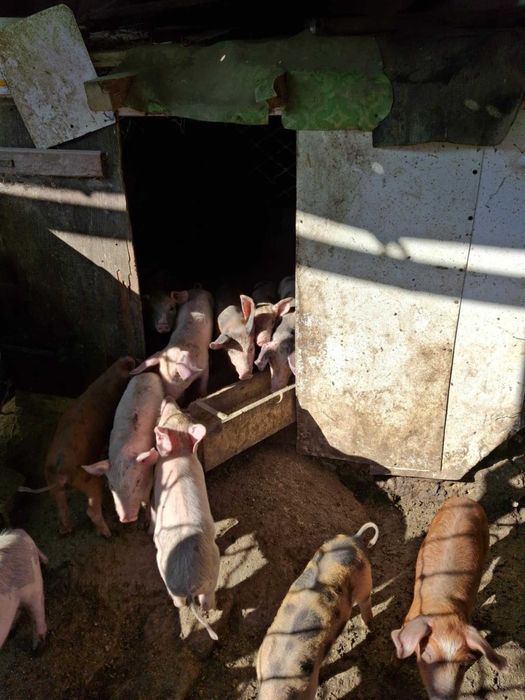 Продавам малки прасенца