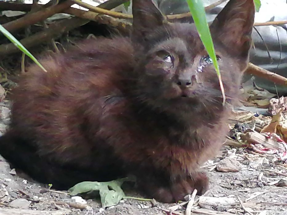 !!! Заберите котенка с МУСОРКИ!!!