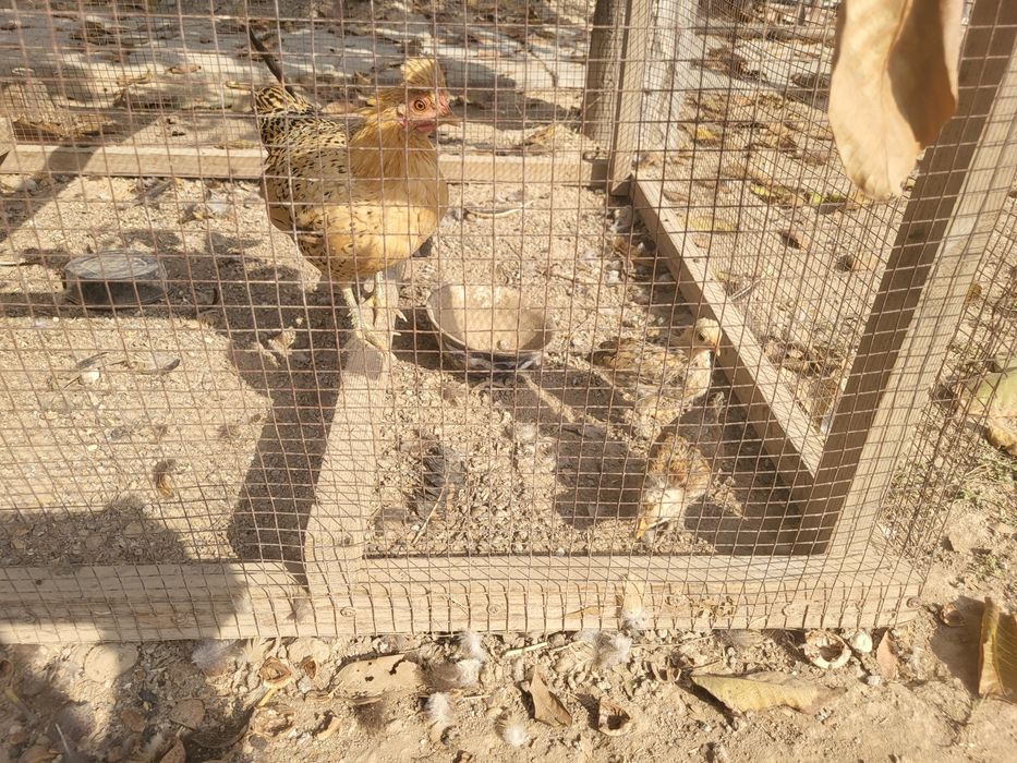 Yapon tovuqlar sotiladi