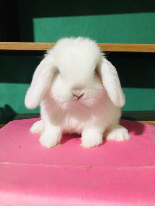 Karlik dekaretivni quyonchala sotiladi