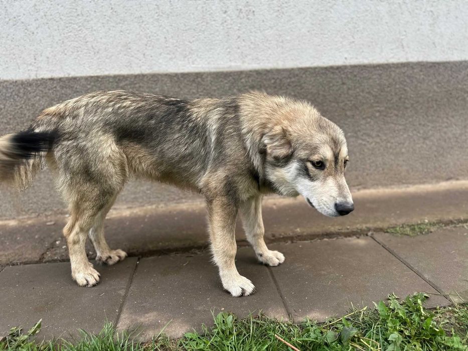 Adopție cățelușa tânără și mama ei